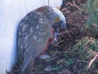 Albums/20060200-New Zealand 2006/20060314-Dunedin/38